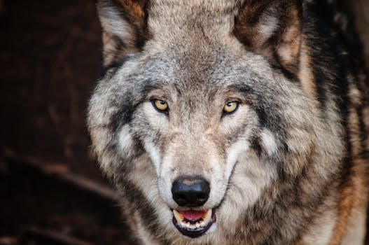 Saving Lives: Empowering Wolf Hound Rescue for a Brighter Future
